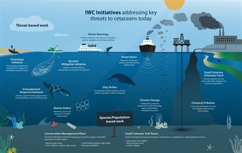 iwc whaling|which countries allow whaling.